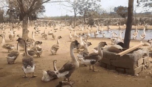 狮头鹅为什么那么贵