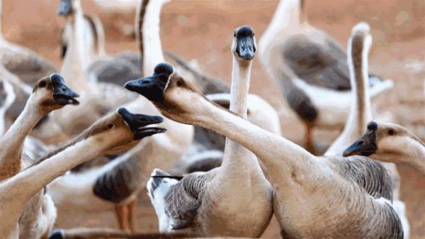 狮头鹅为什么那么贵