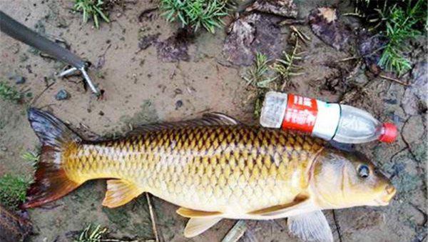 七星漂正确的调漂方法