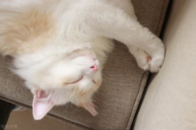 化毛膏是智商税吗 化毛膏和猫草哪个好有必要用吗