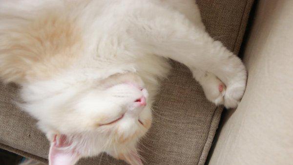 化毛膏是智商税吗