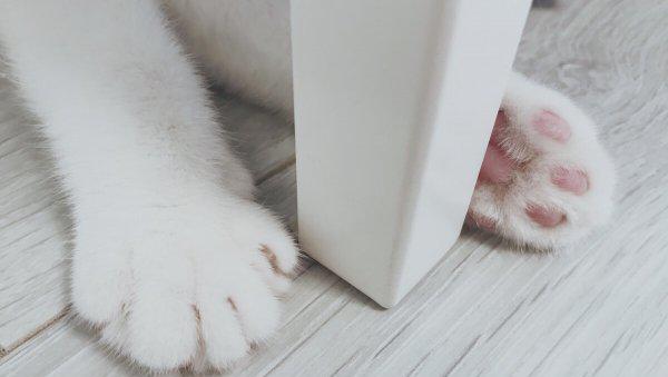 化毛膏是智商税吗