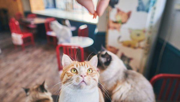 化毛膏是智商税吗