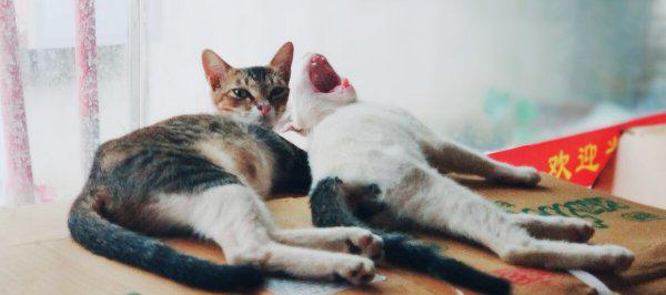 化毛膏是智商税吗