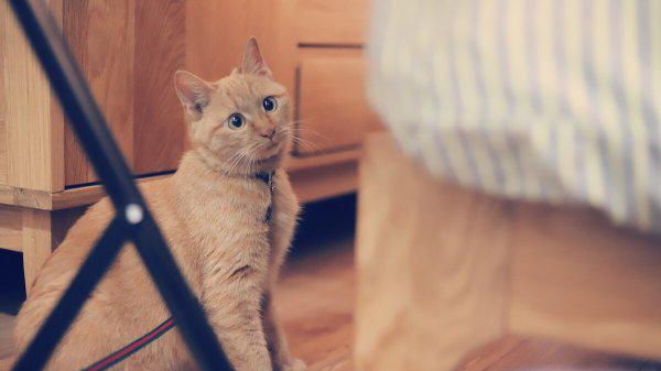 化毛膏是智商税吗