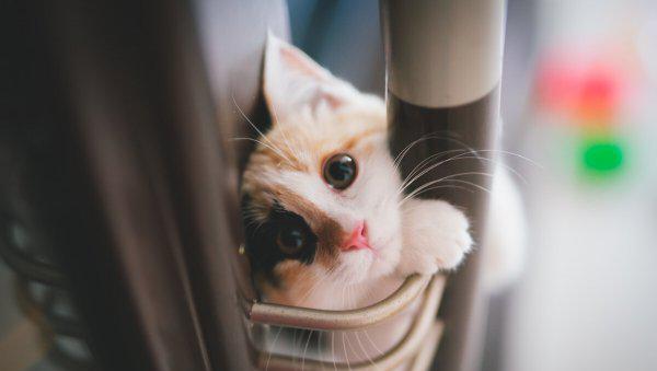 化毛膏是智商税吗