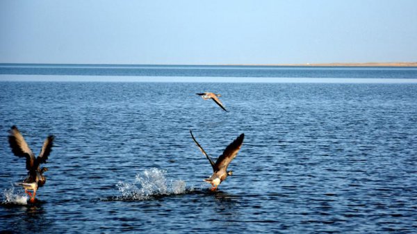 长江经过哪几个省