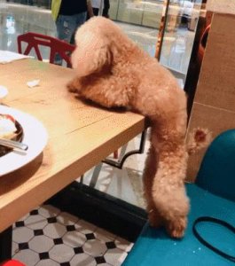 什么宠物好养又干净 五种最爱干净的宠物狗是什么