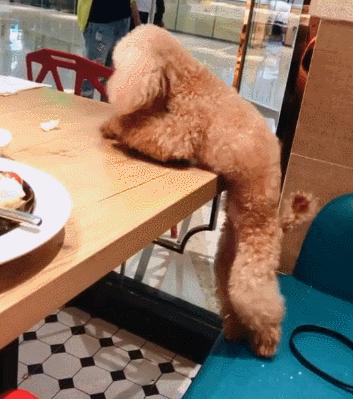 什么宠物好养又干净