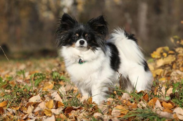 什么宠物好养又干净