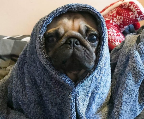 什么宠物好养又干净