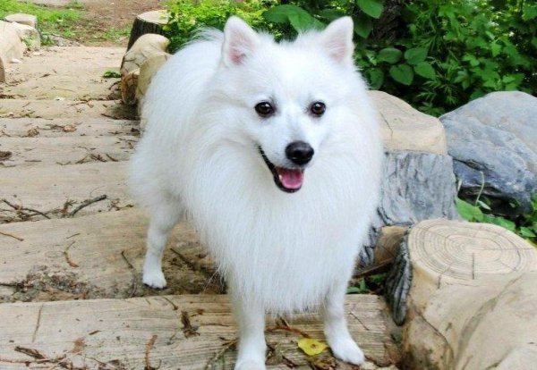 什么宠物好养又干净