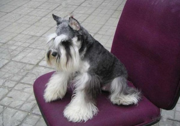 什么宠物好养又干净