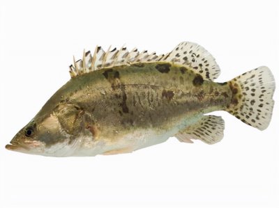 中国最好吃的淡水鱼排名 十大美味便宜淡水鱼排名