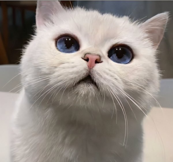 猫吃什么可以增肥