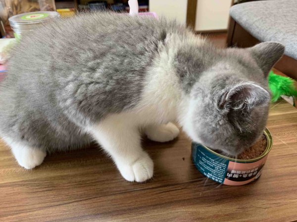 猫吃什么可以增肥