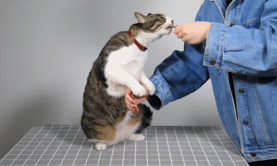 猫吃什么可以增肥