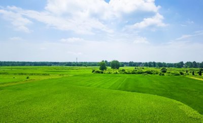 种粮大户100亩以上补贴 2023年种粮食的补贴政策