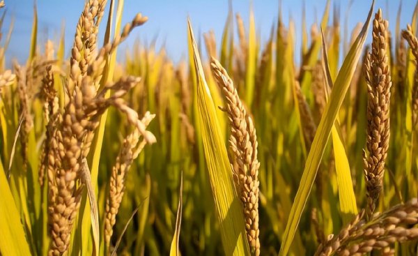 种粮大户100亩以上补贴