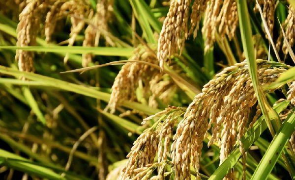 种粮大户100亩以上补贴