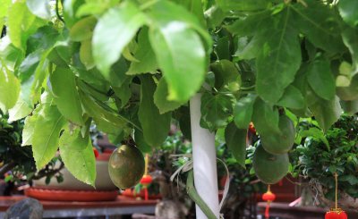 百香果成熟季节是几月 百香果一般都在几月份成熟