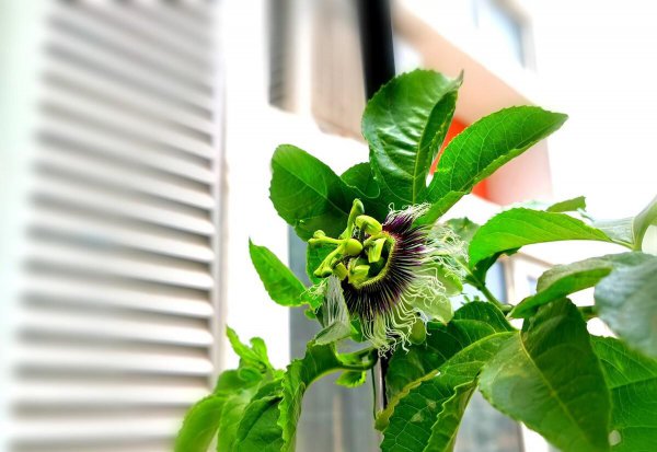 百香果成熟季节是几月