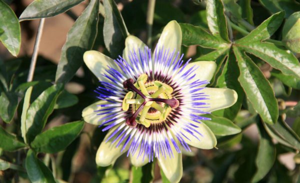 百香果成熟季节是几月