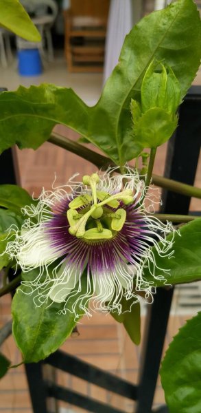 百香果成熟季节是几月