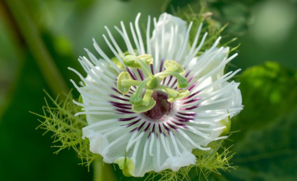 百香果成熟季节是几月