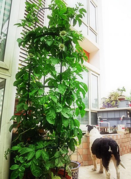 百香果成熟季节是几月