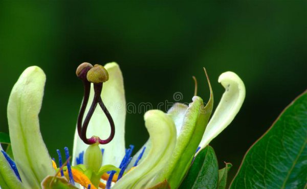 百香果成熟季节是几月