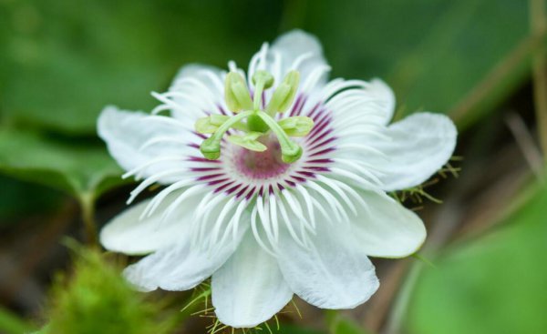 百香果成熟季节是几月