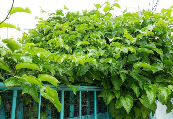 百香果成熟季节是几月