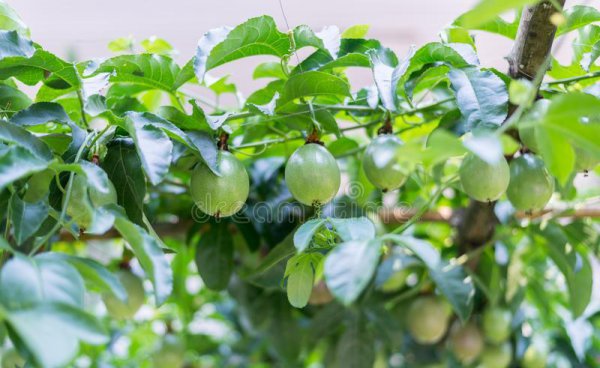 百香果成熟季节是几月