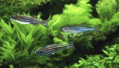 养殖斑马鱼水温多少度合适 斑马鱼的养殖方法大全