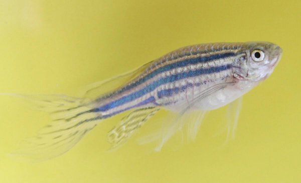 养殖斑马鱼水温多少度合适