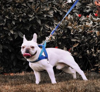 狗能看见什么颜色 狗究竟可不可以看见彩色的世界