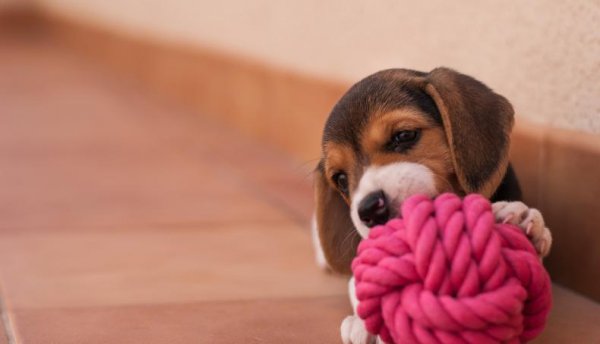 狗能看见什么颜色