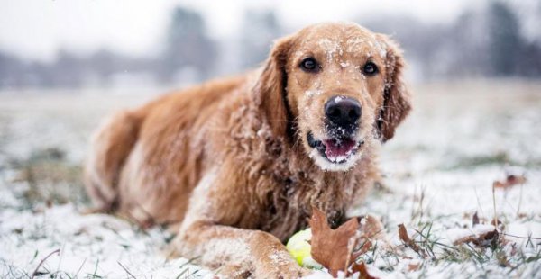 狗能看见什么颜色