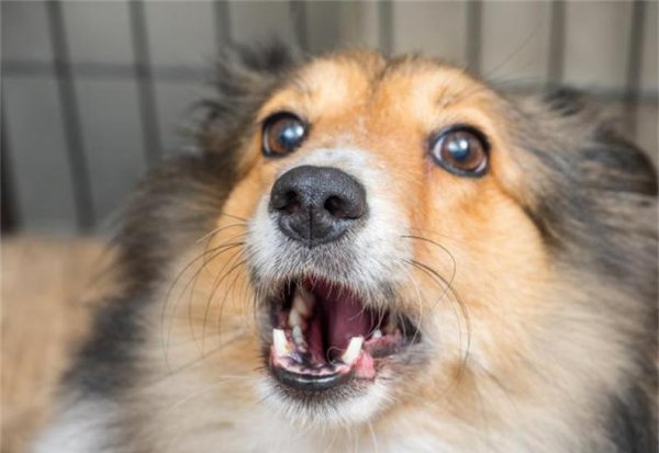 狗能看见什么颜色