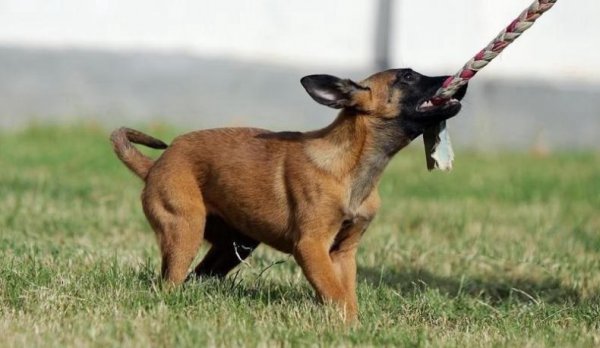 狗能看见什么颜色