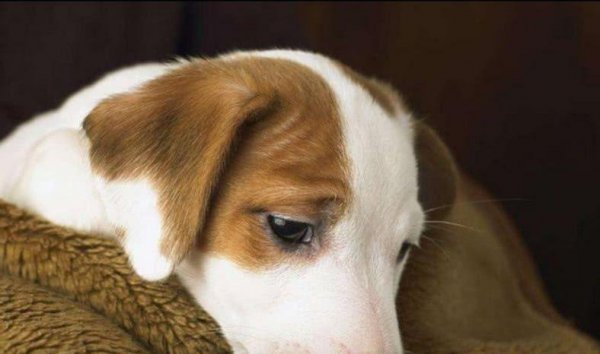 狗能看见什么颜色