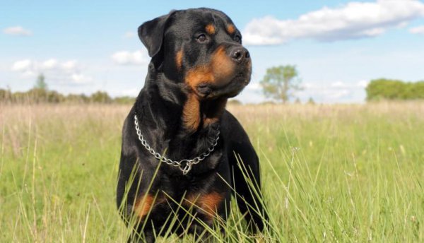 狗能看见什么颜色