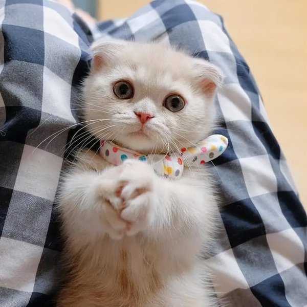 为什么不能养折耳猫