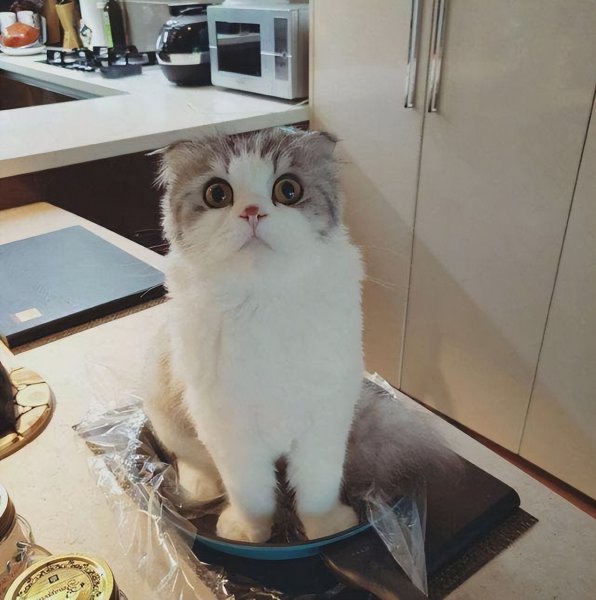 为什么不能养折耳猫