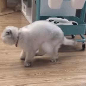 为什么不能养折耳猫