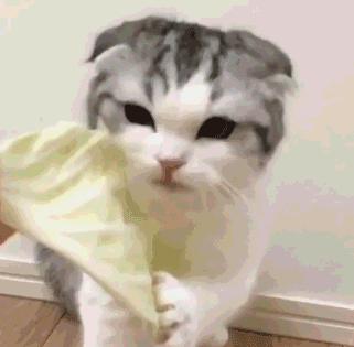 为什么不能养折耳猫