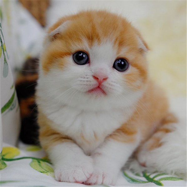 为什么不能养折耳猫