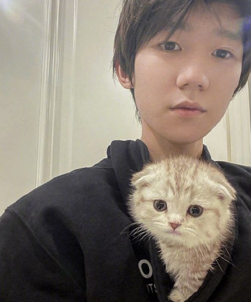 为什么不能养折耳猫