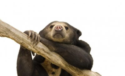 中国允许养的特殊宠物名单 可以养的冷门宠物有哪些